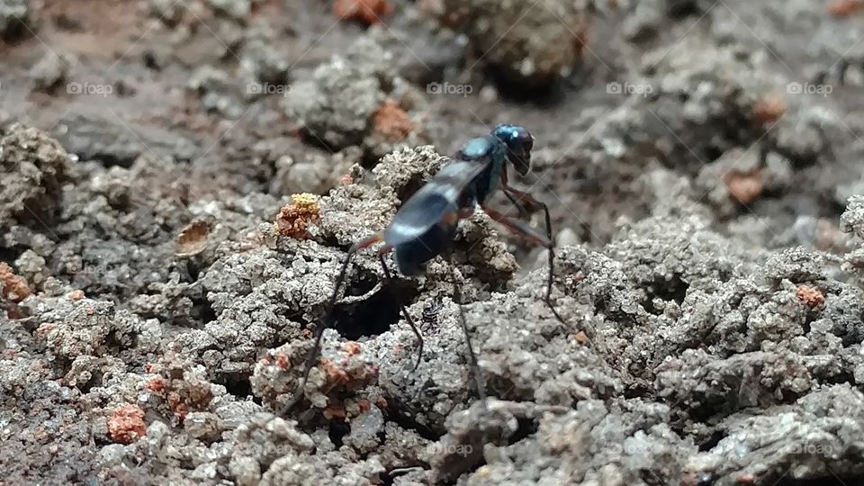 Nature, No Person, Little, Outdoors, Invertebrate