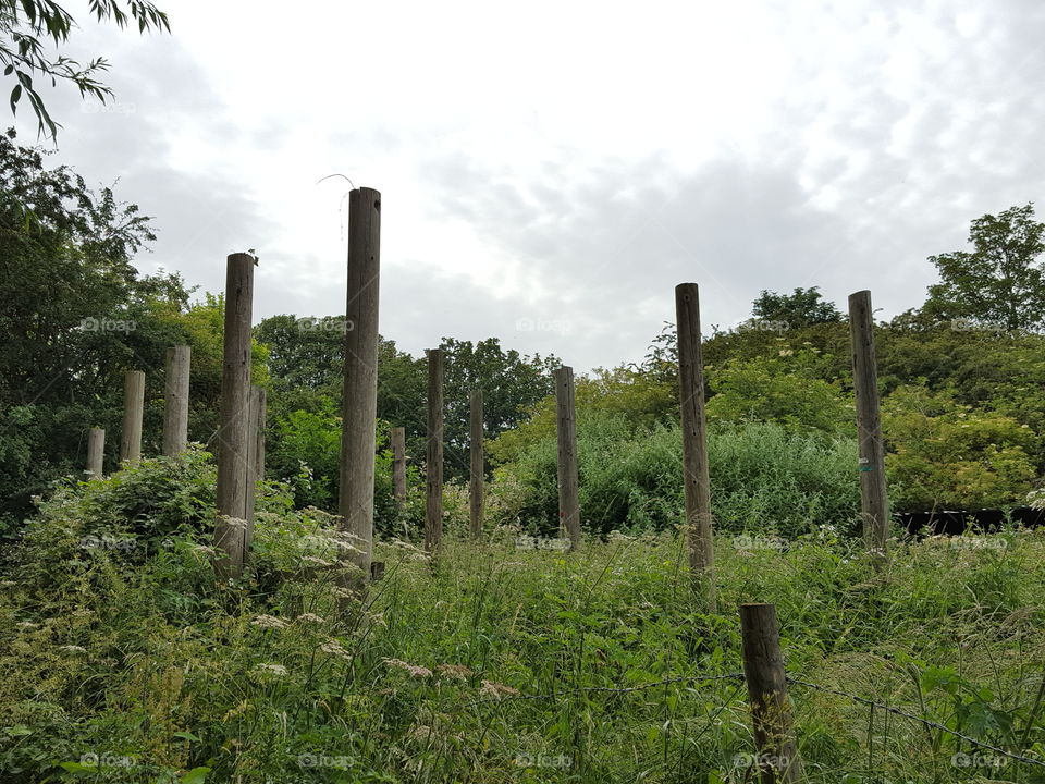 posts in long grass