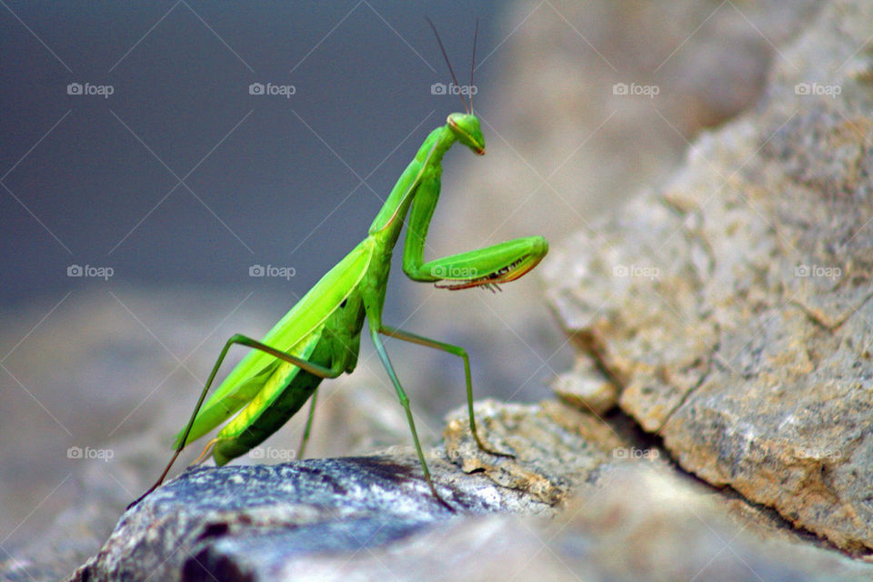 Side view of grasshopper