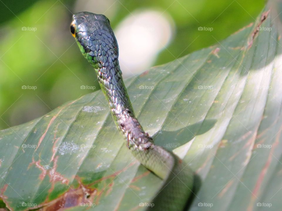 Green snake