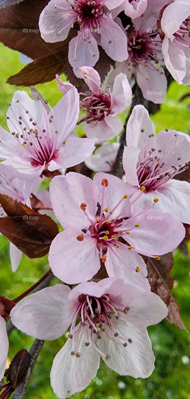 the trees are blooming as spring springs intro action in northern Italy