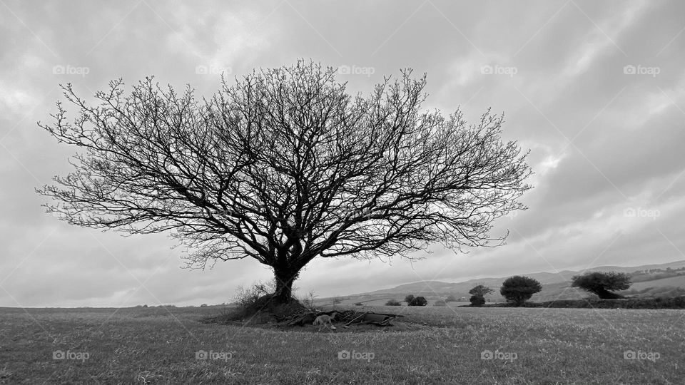 Wild moorland tree