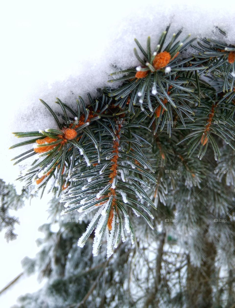 Frost on the Christmas tree