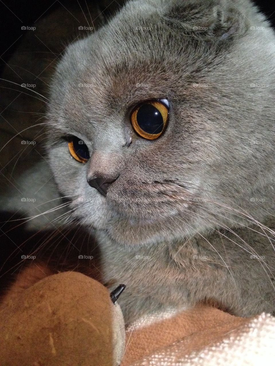 Scottish Fold