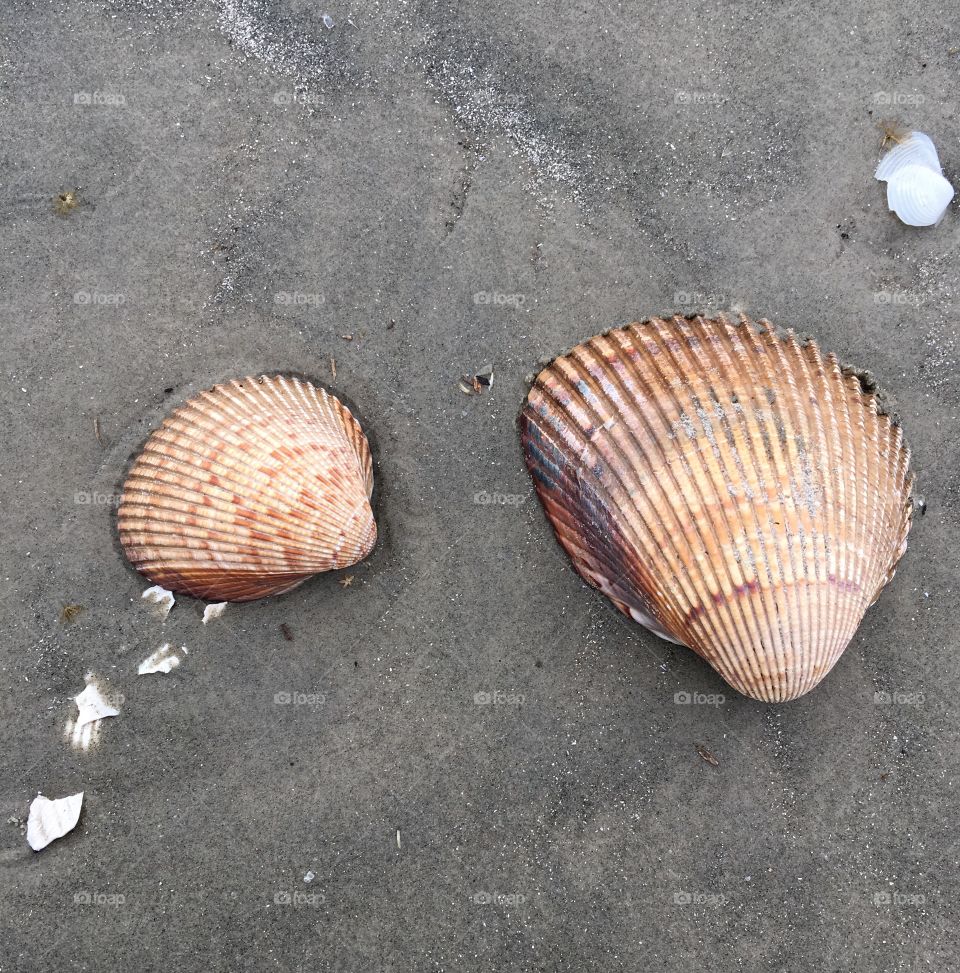 Gulf of Mexico Sea Shells