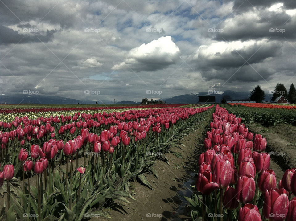 TULIP FIELDS