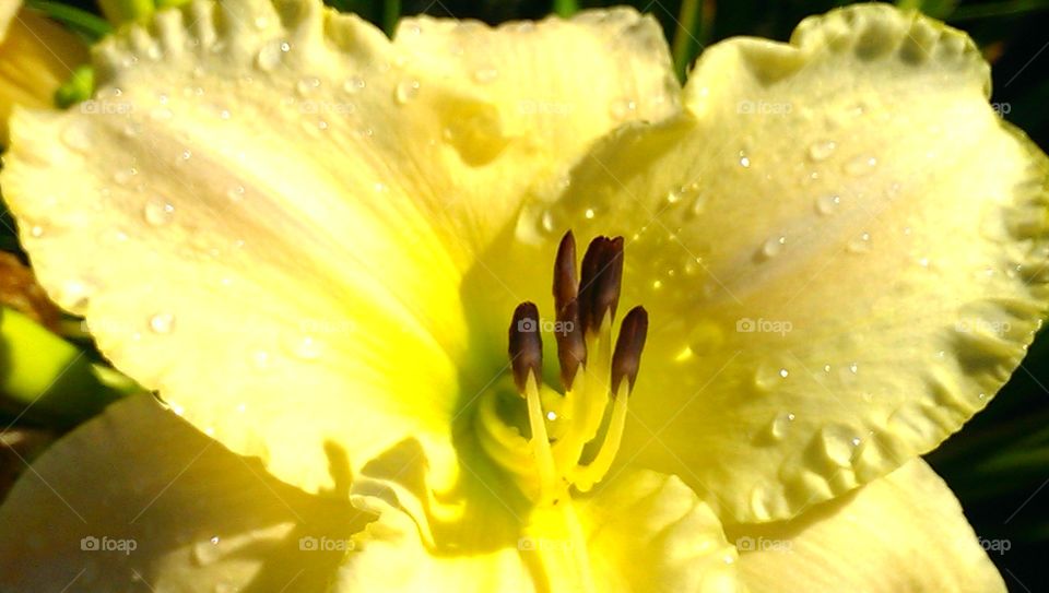 flowers. yellow flower