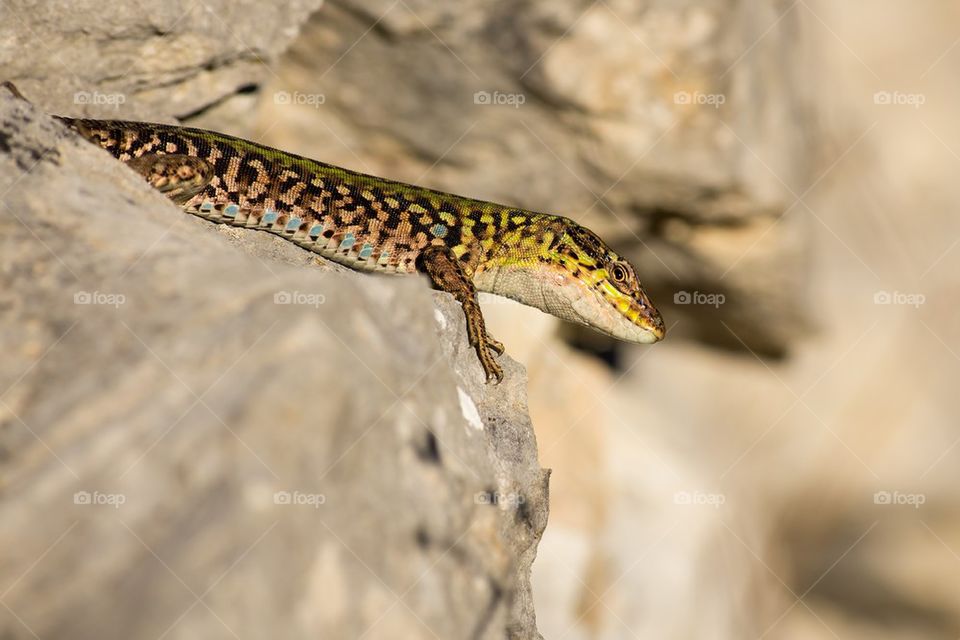 Common wall lizard