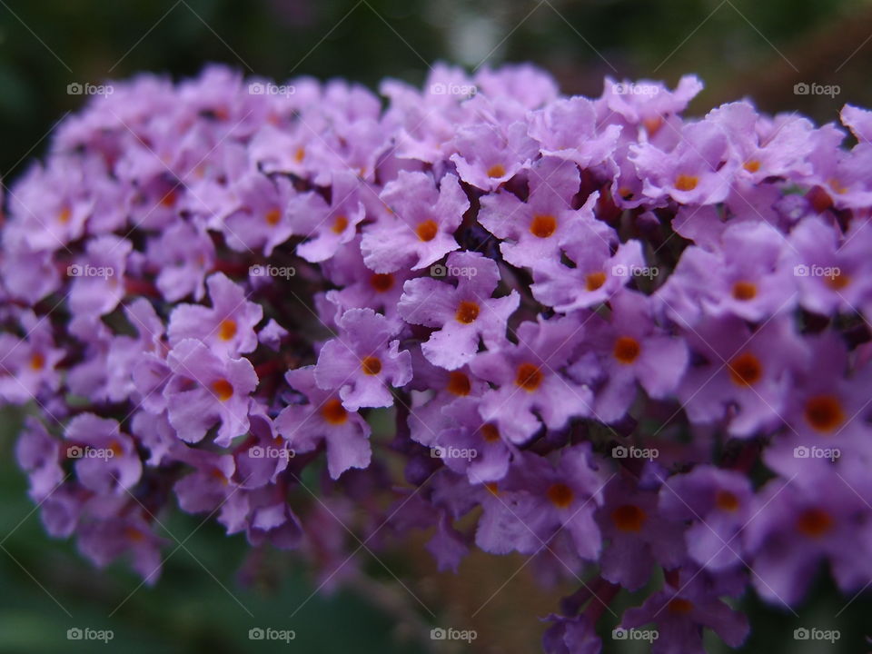 Beautiful little purple flowers bunched together on a plant with large green leaves in a garden on a sunny day. 