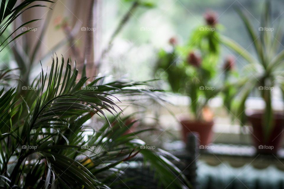 Plants at home