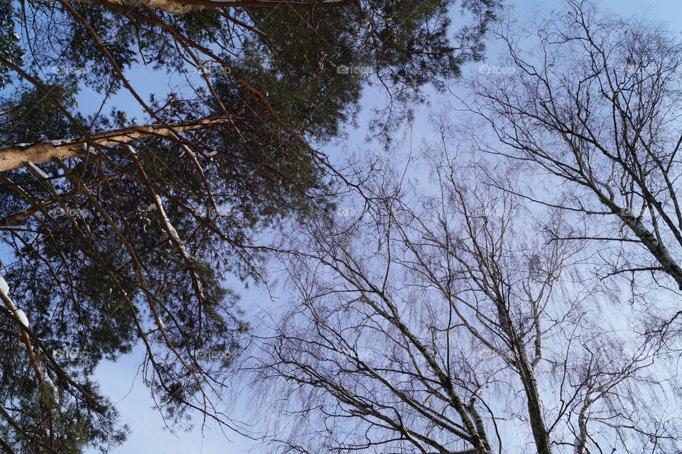 Соседи (березы и сосны)