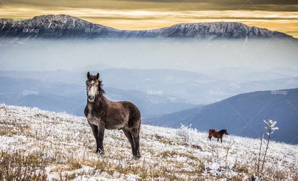 wild mountain horse in Serbia