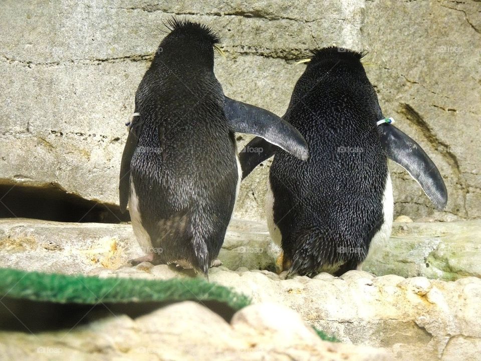 A couple of penguins hugging and supporting each other 