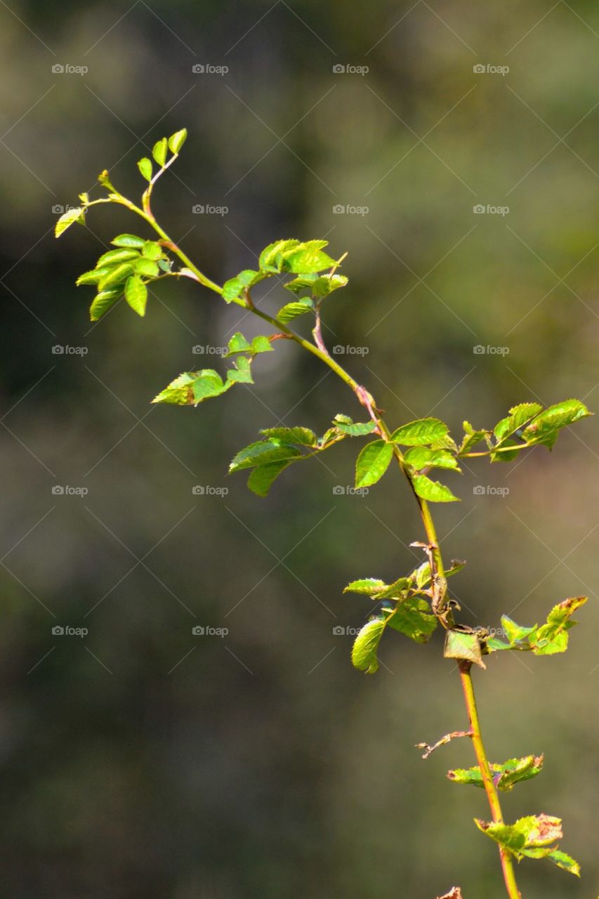 Autumn in the High Coast if Sweden