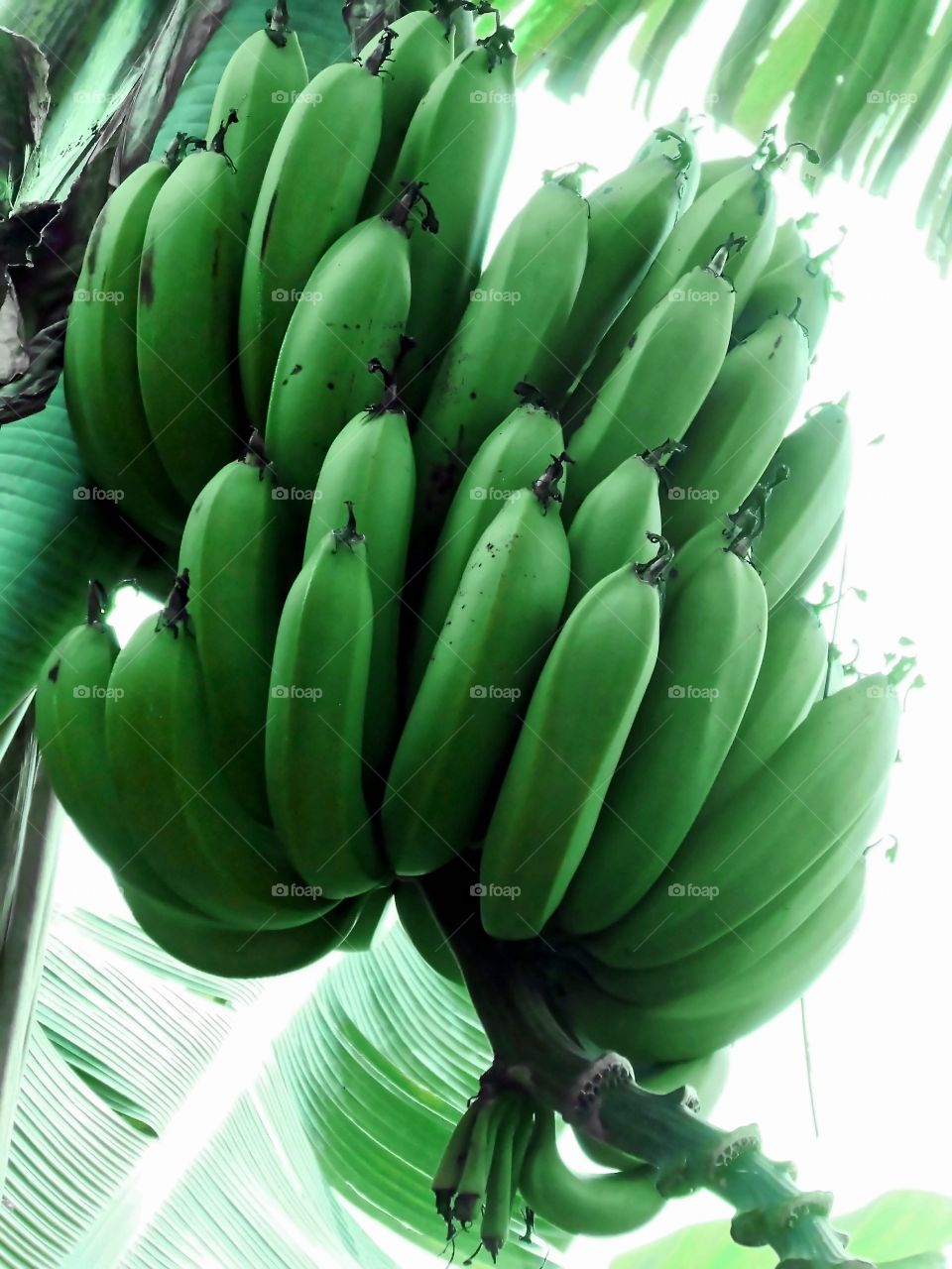 Bunch Of Green Bananas