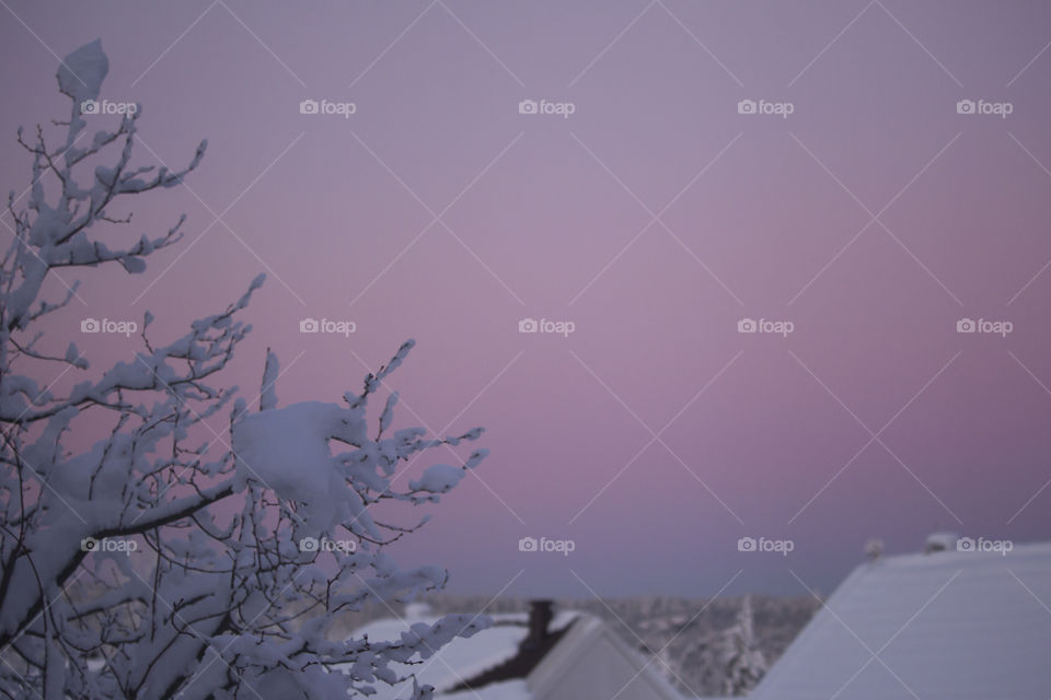 Purple winter sky - snowy tree