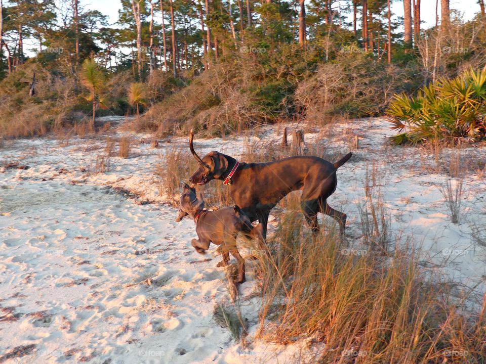 Life in Motion - two Weimaraner dogs playing tug with a stick on the sandy beach