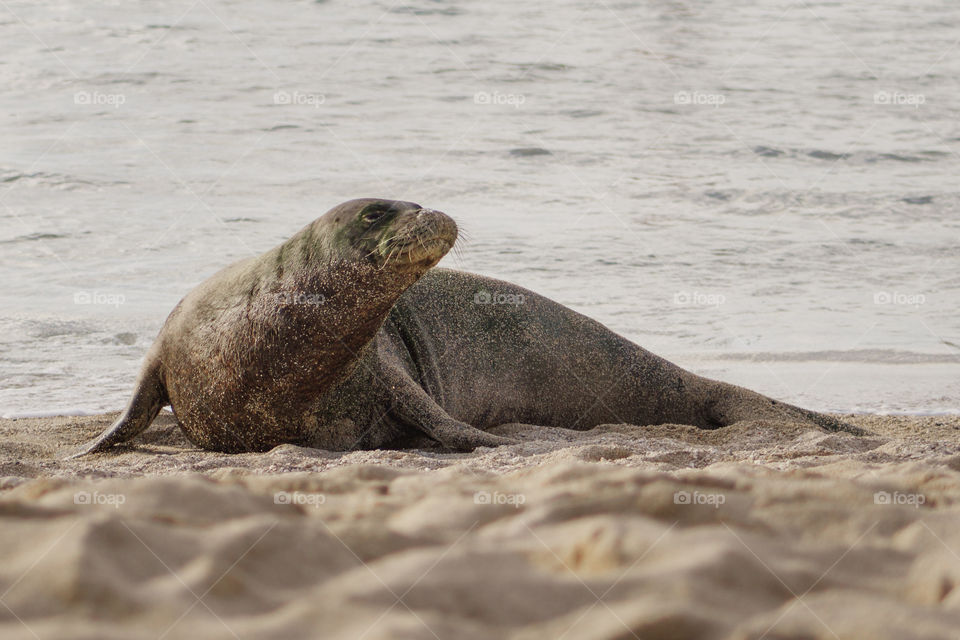 Hawaiian Monk Seal