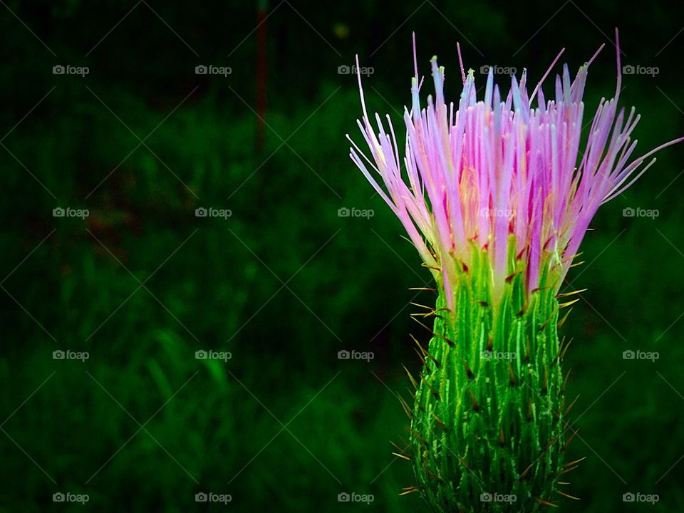 Purple thistle