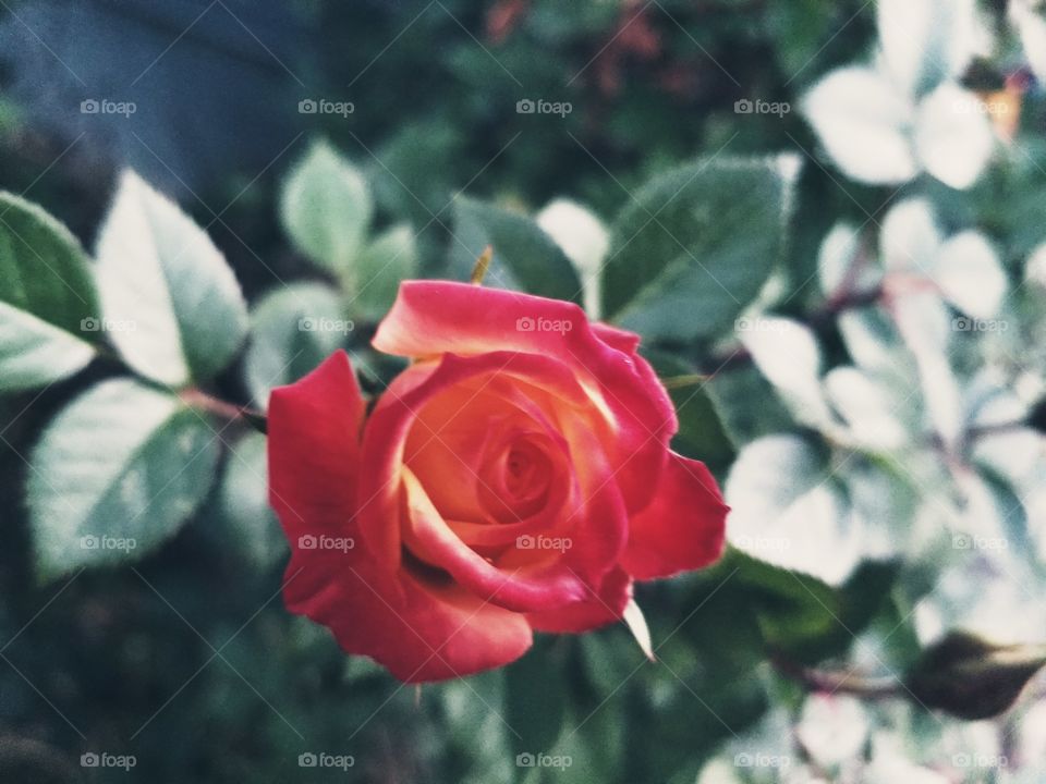 rose5