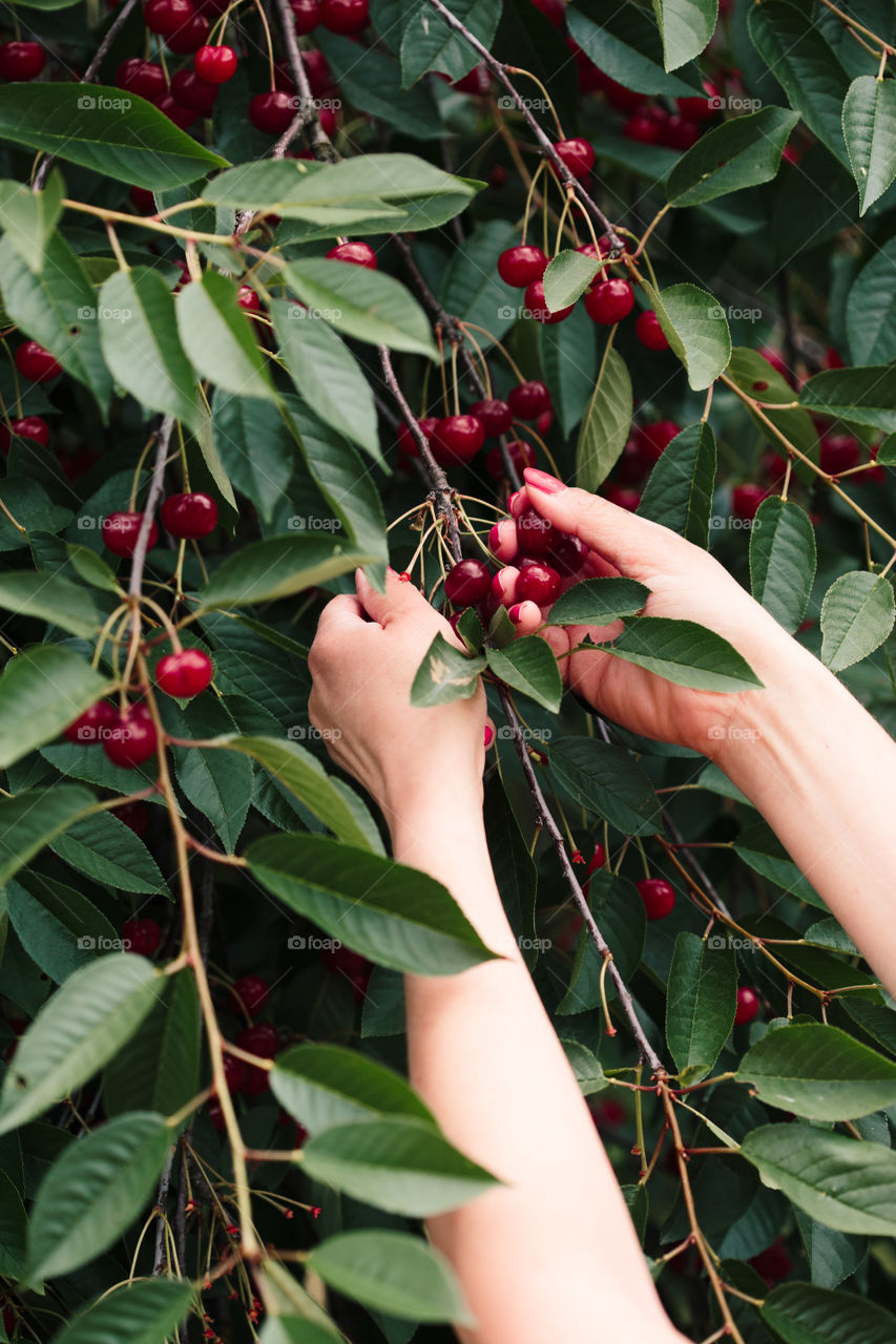 Woman picking cherry berries from tree