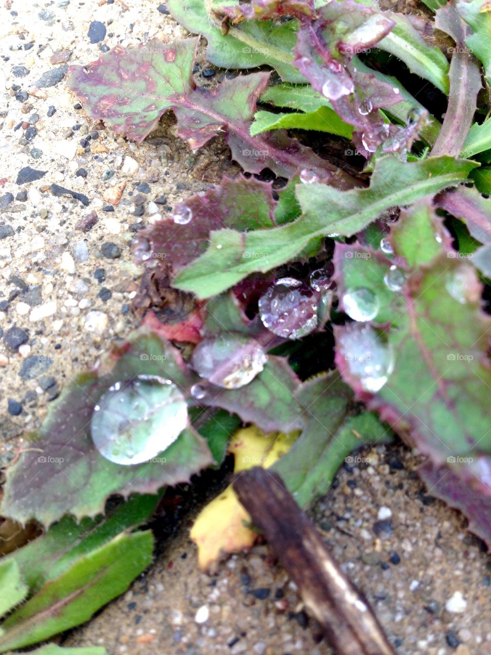 I Love Weeds

Published by:
HappyBrownMonkey 