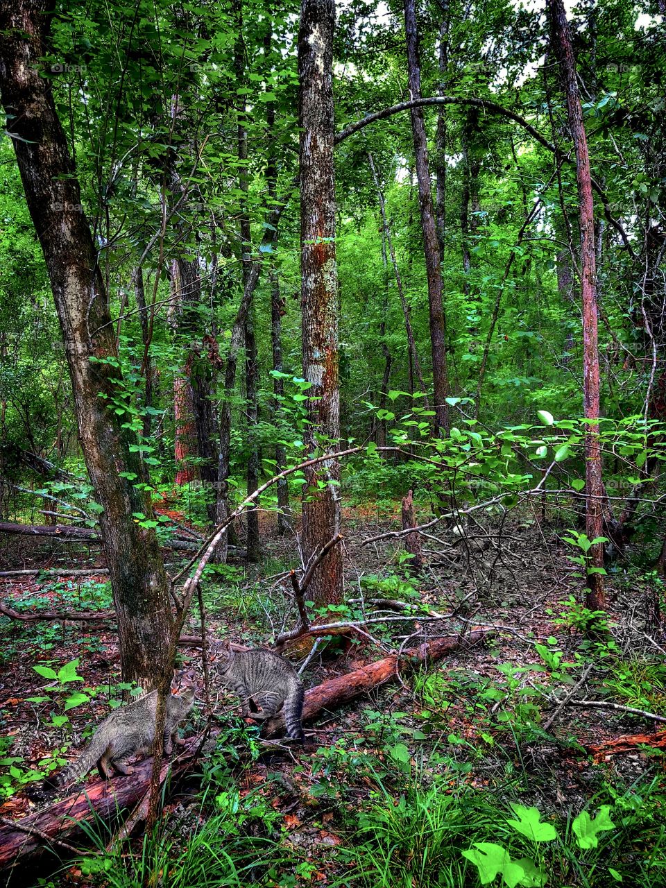 On wood they walk as life goes past- their time wears down, to sleep at last...  