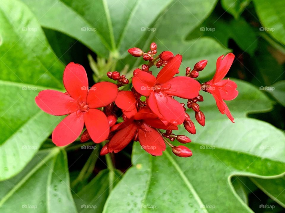 Red is always the best of attractive 