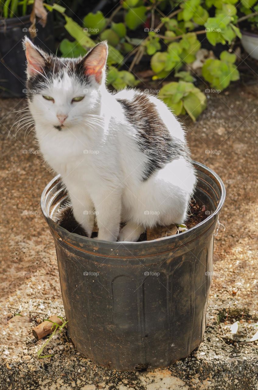 A Cat Sitting In A Flowerpot