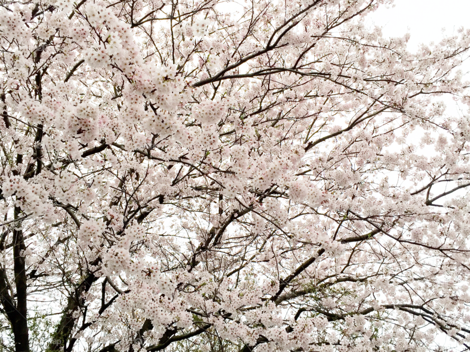 Cherry Blossoms