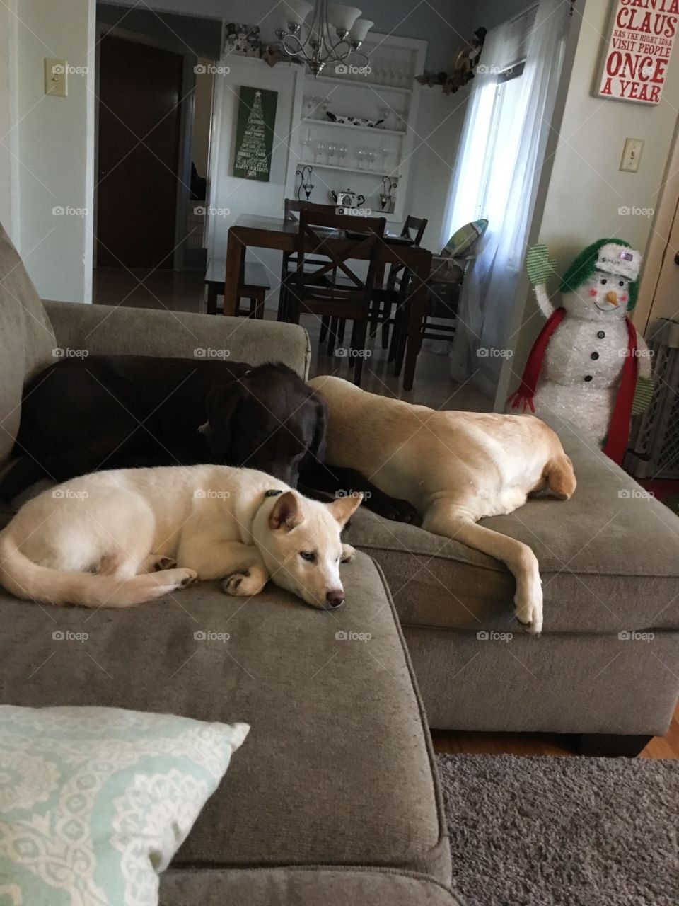 Three dogs fat asleep after a long play date