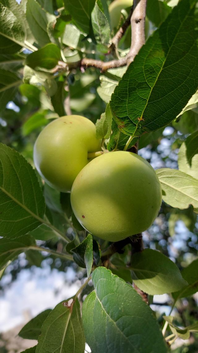 Nature gives us only the best