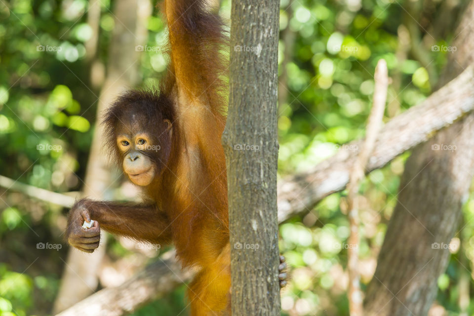 Hanging female orangutan of Borneo