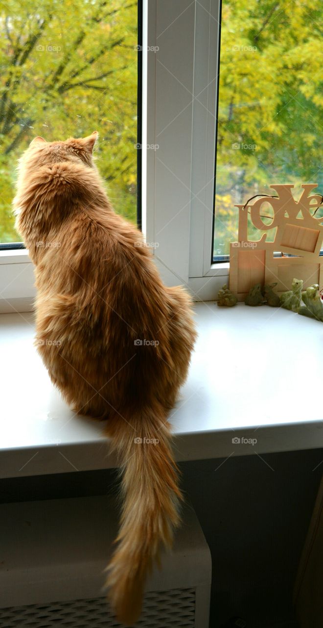 Mammal, Window, Portrait, Cat, Cute