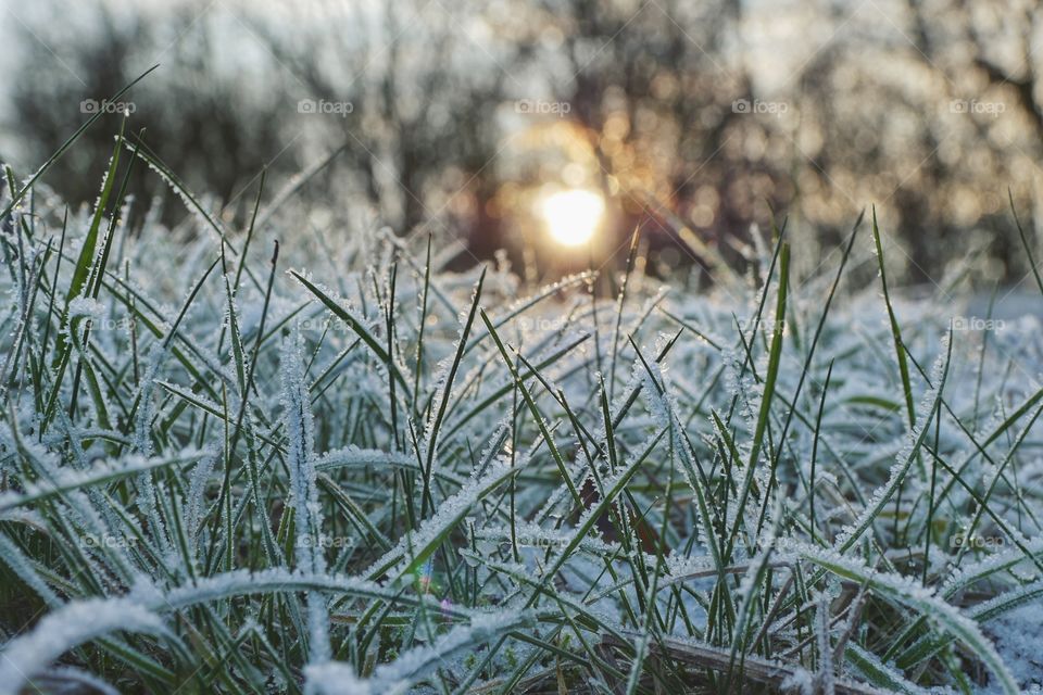 Frozen grass