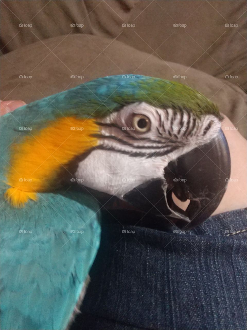 Macaw face
