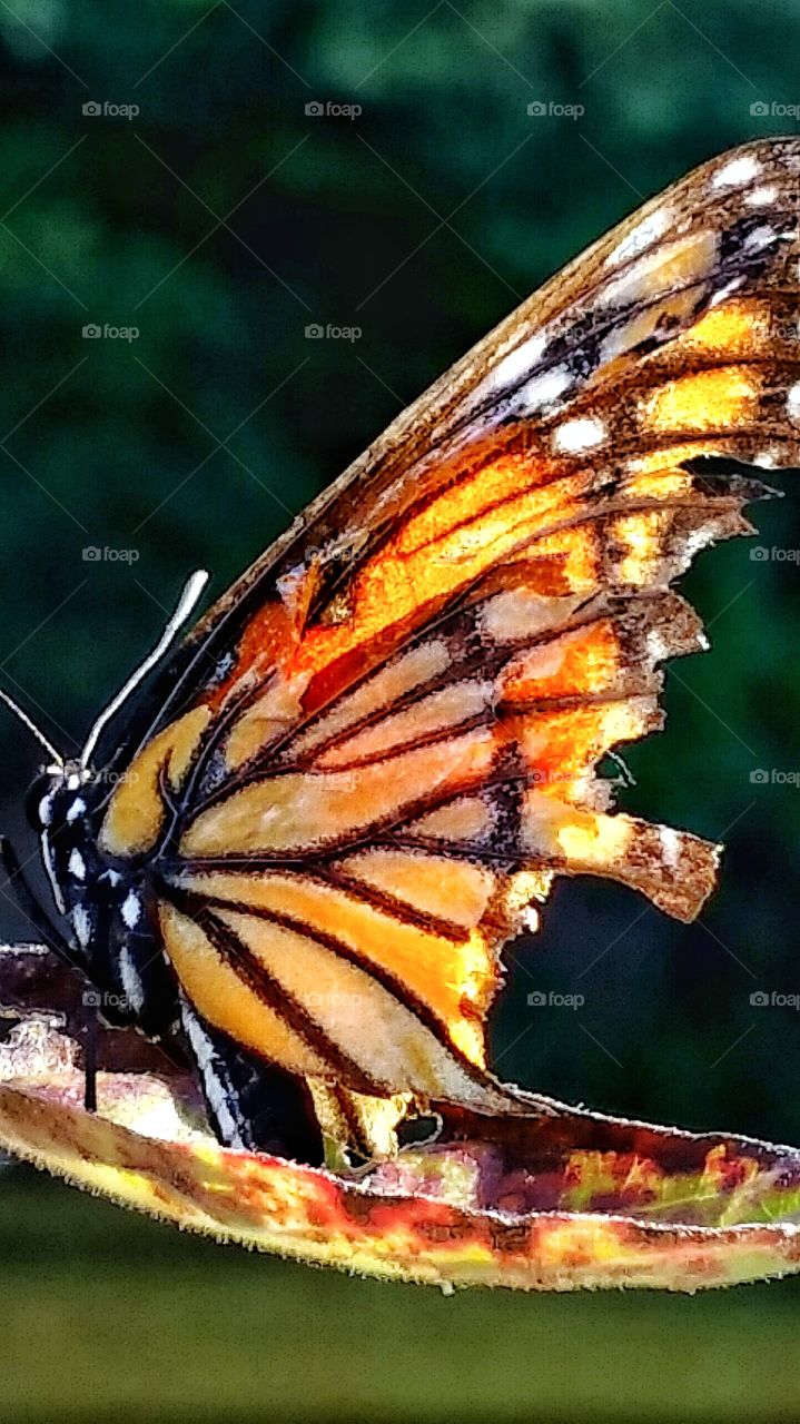 monarch butterfly with tattered wings