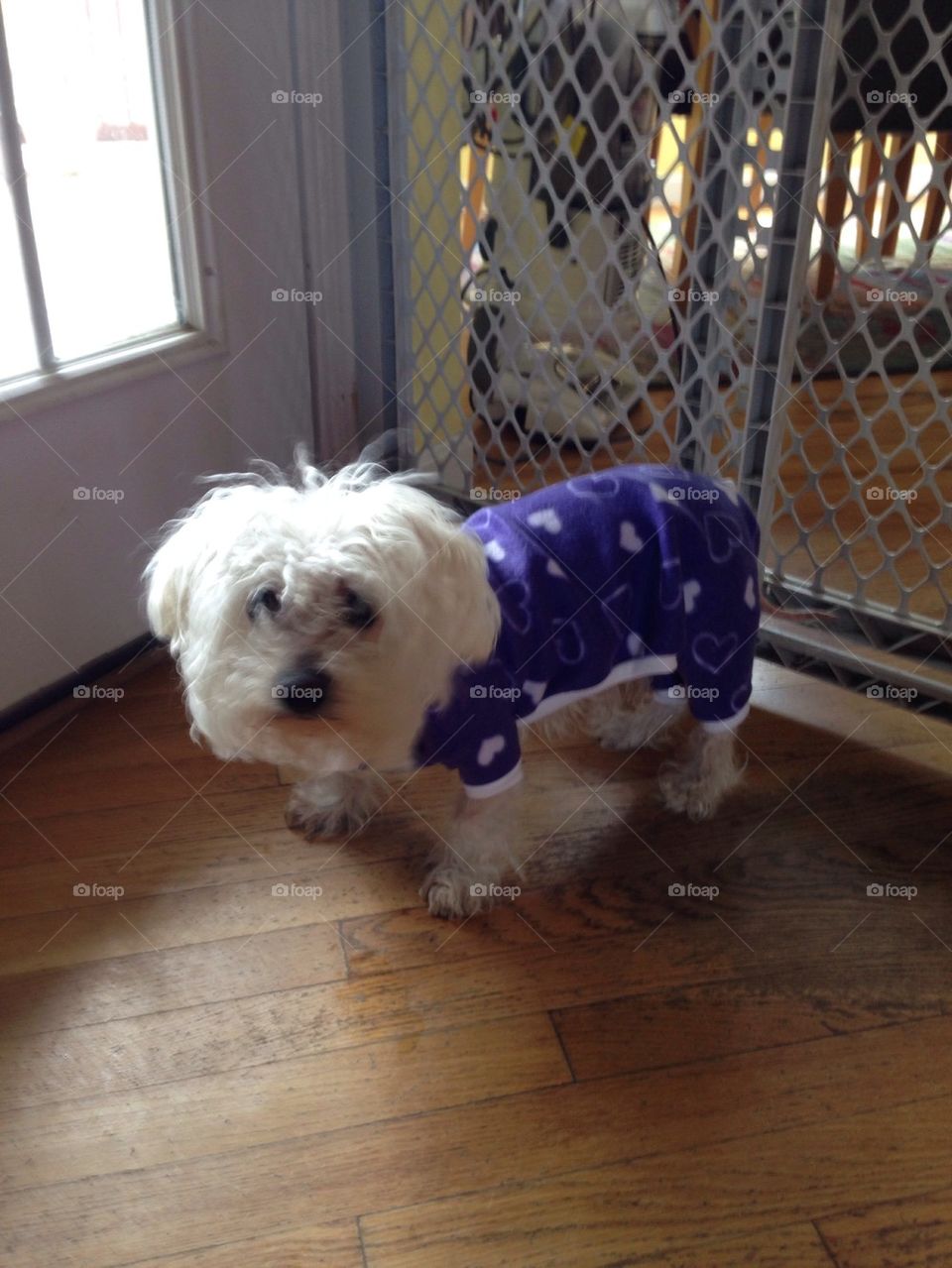 13 year old blind Phoebe in her PJs