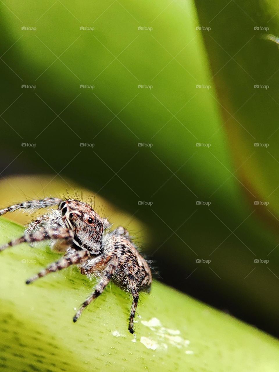 Jumping Spider