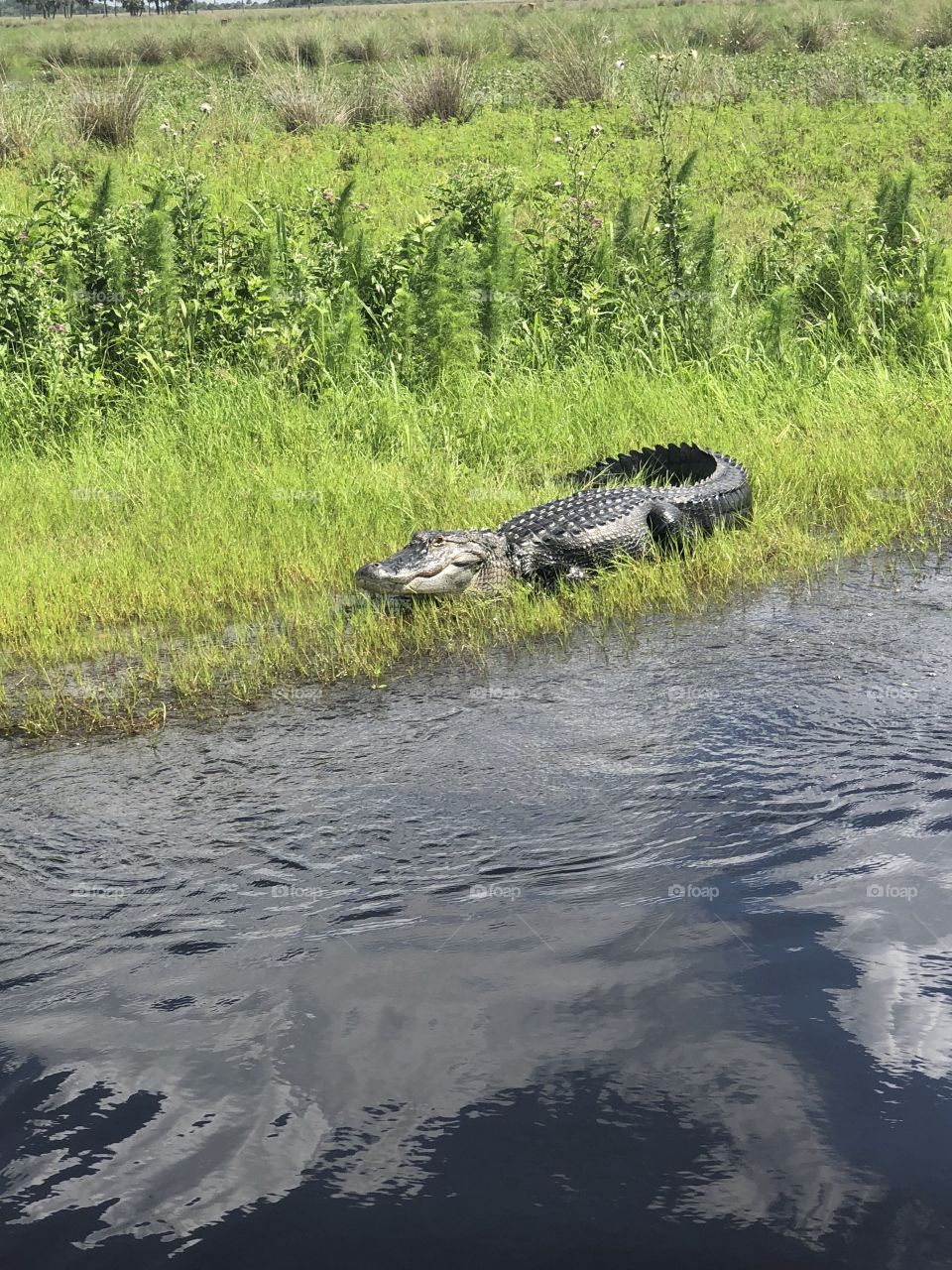 Alligator 