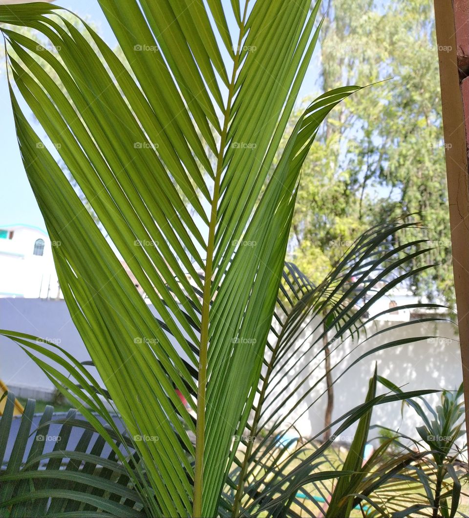 Palm leaf; imposing beauty