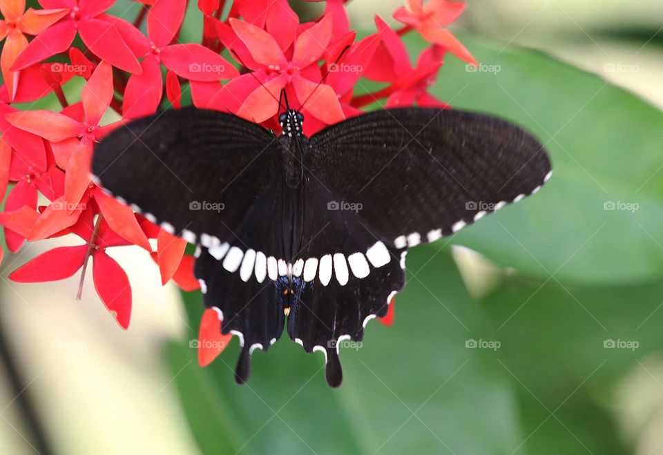 Beautiful and cute butterfly