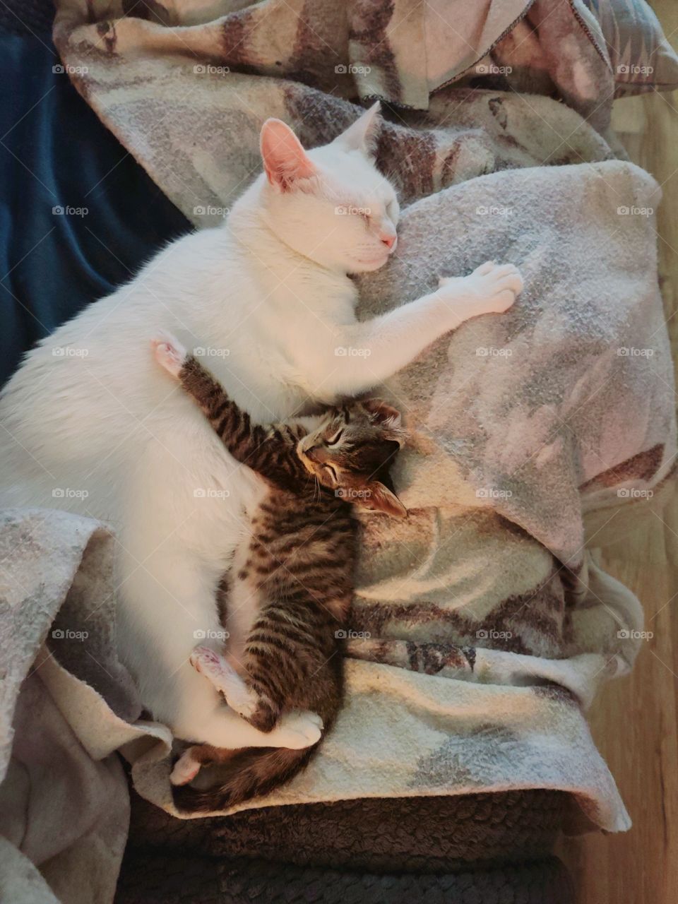 Cat Cuddle - Abrazo de gato