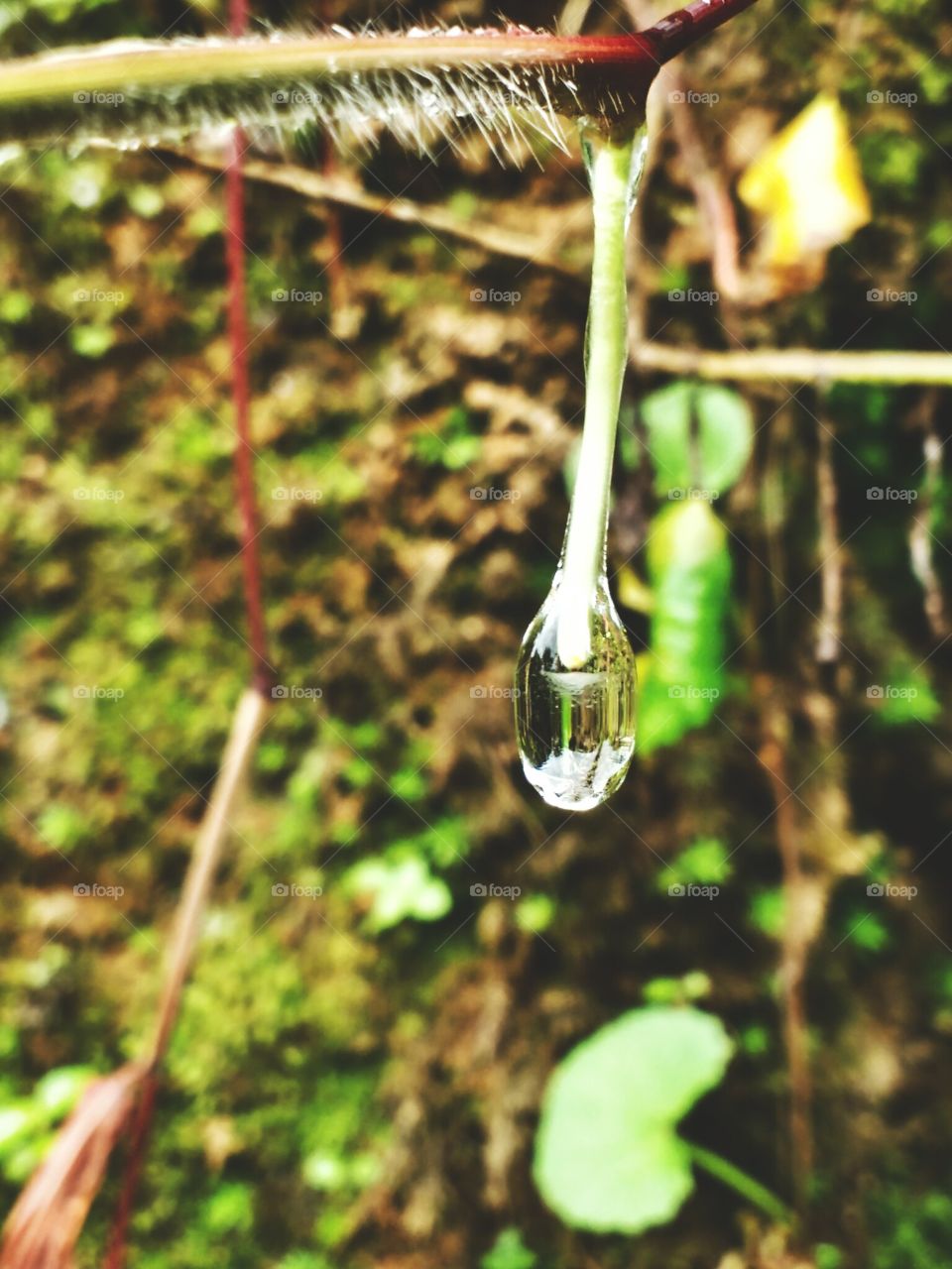 rain drop hanging on grass root