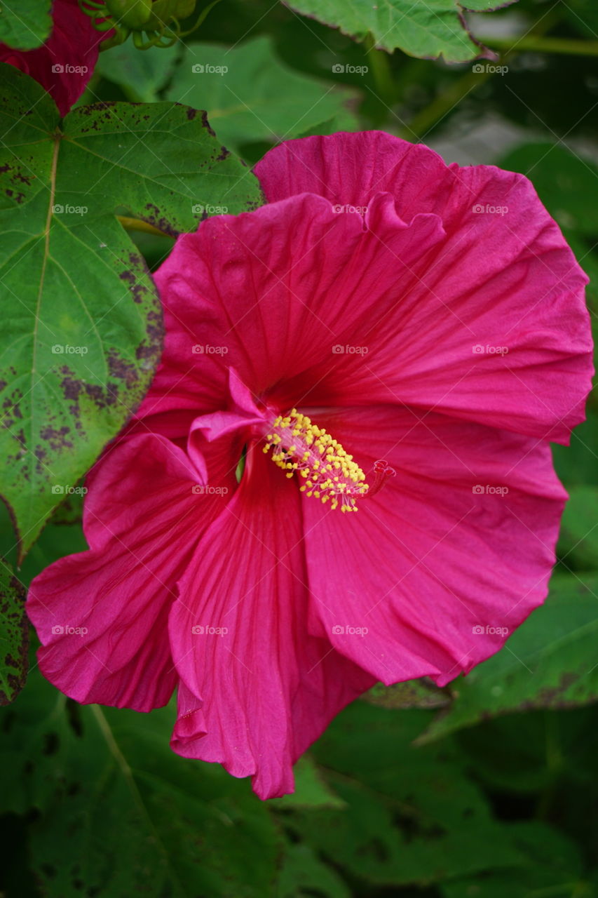 A hibiscus bloom.