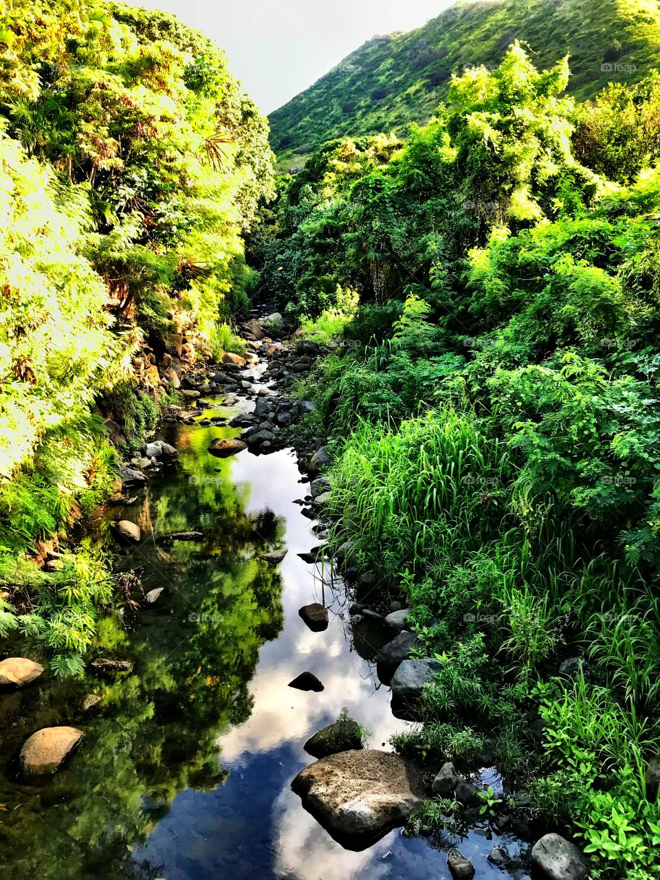 Wailupe Stream Honolulu Hawaii 