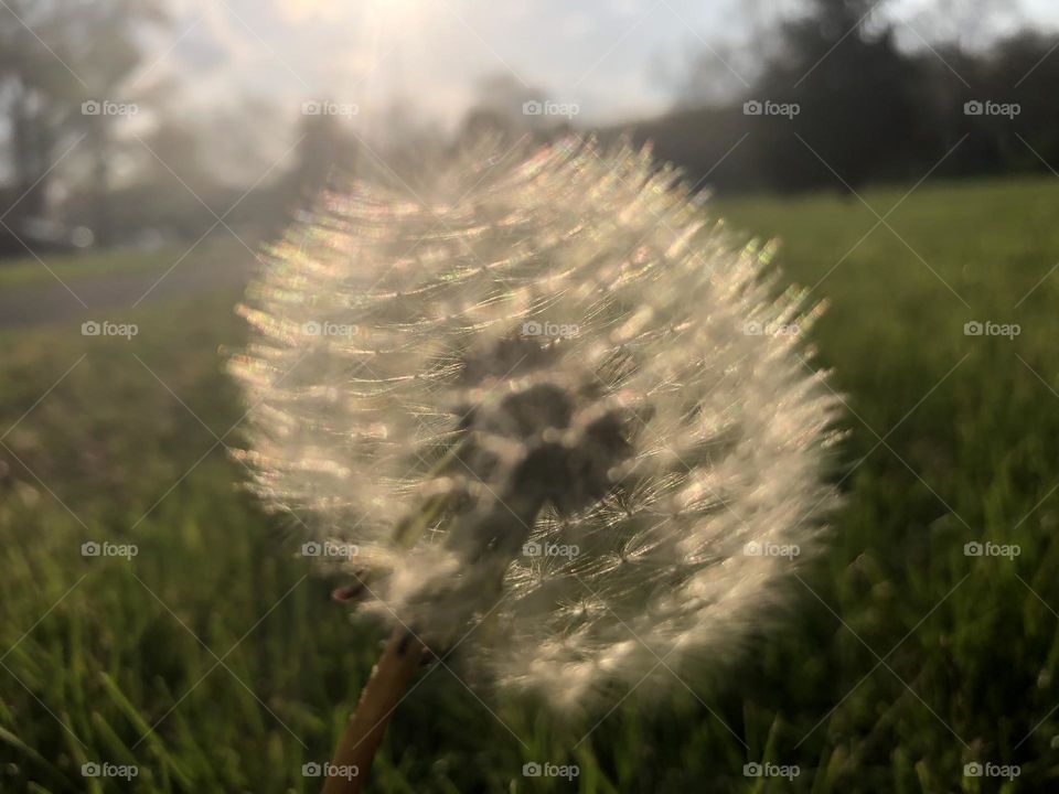 Dandelion 