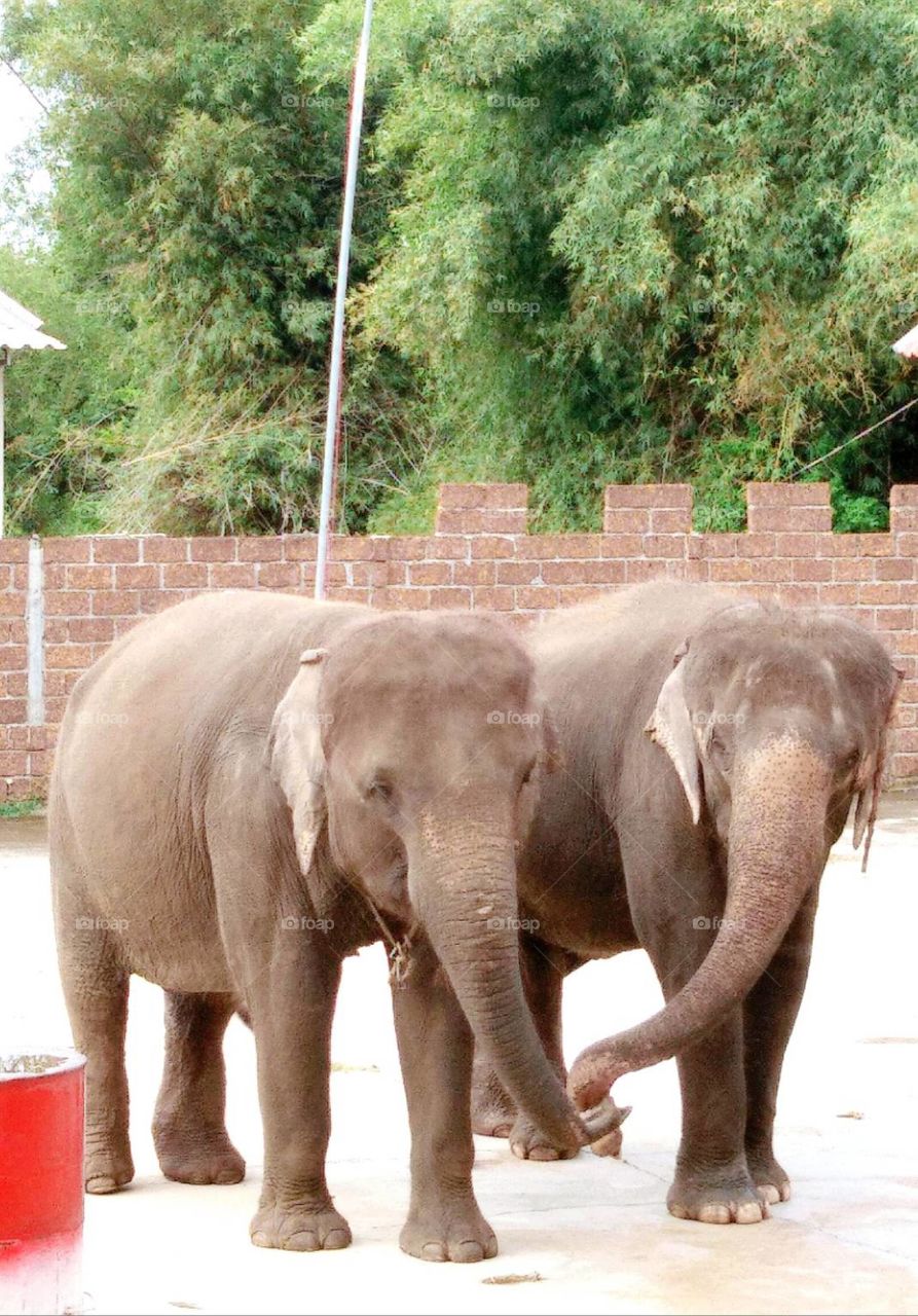 Twin Elephant At Kanchanaburi,Thailand
