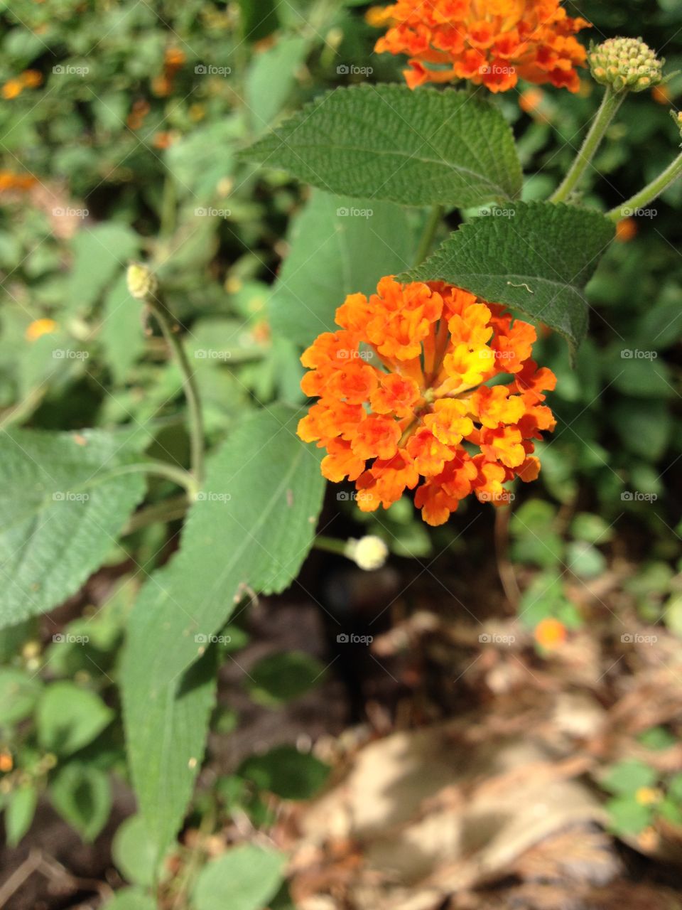 Flower orange