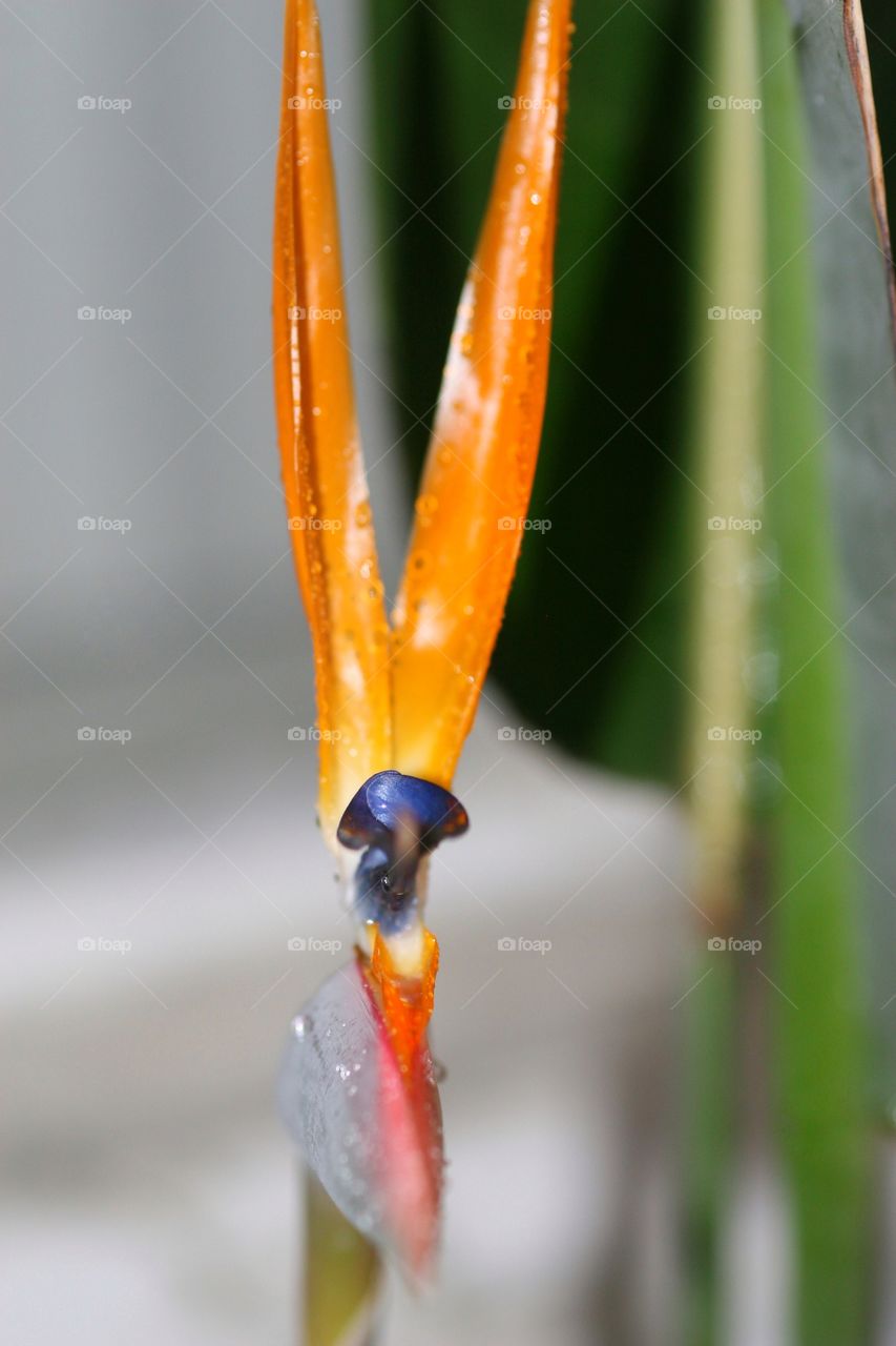 Bird of Paradise  from the front